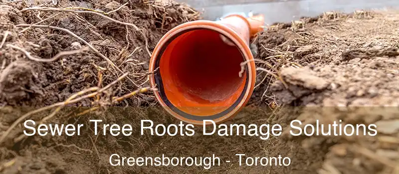  Sewer Tree Roots Damage Solutions Greensborough - Toronto